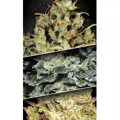 Sativa Champions pack, Фасовка: 6